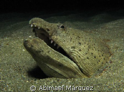 Spotted Snake Eel by Abimael Márquez 